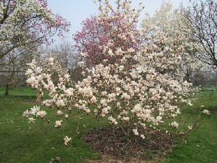 IMG_0413_Magnolia_sprengeri _Diva